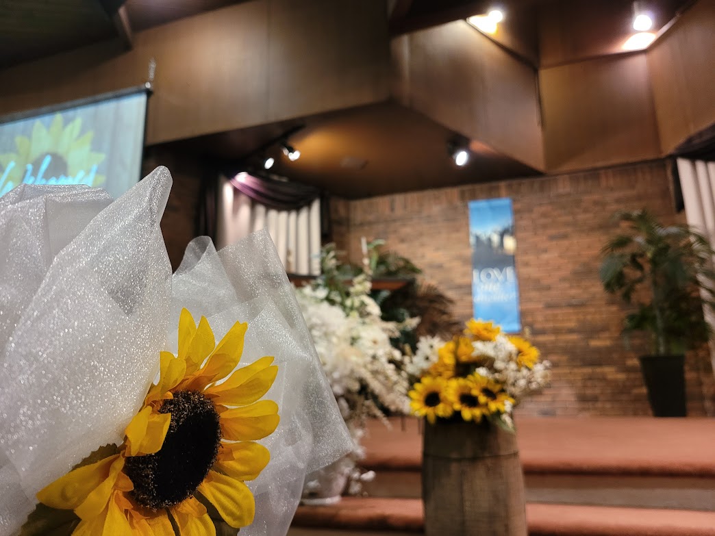 Sunflower on chair, facing platform